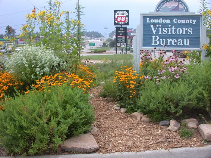 Native plants and pollinators